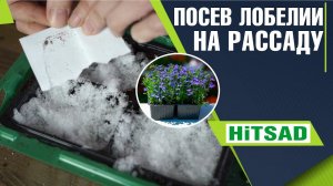 КАК ПОСАДИТЬ ЛОБЕЛИЮ НА РАССАДУ ПОСАДКА СЕМЯН В СНЕГ