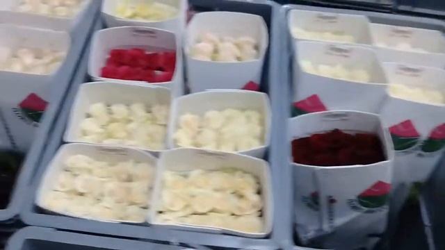 Обзор цветка в холодильной камере на плантации роз Agrivaldani в Эквадоре