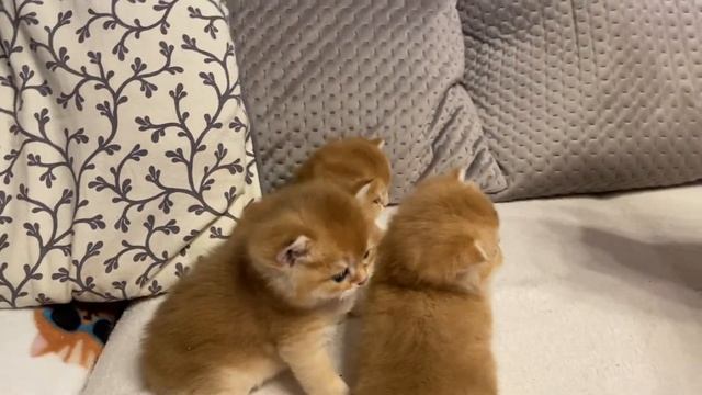 ?КОРОЛЕВСКИЕ КОШКИ?ЗОЛОТАЯ ШИНШИЛЛА?GOLDEN KITTENS????