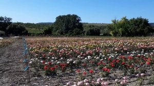 Поле цветущих роз . Питомник Роз Полины Козловой - rozarium.biz