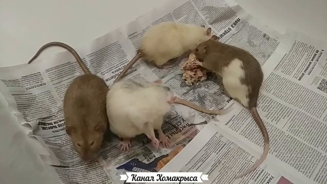 Домашние крысы умеют подмигивать))   Видео про крыс   Домашние декоративные крысы