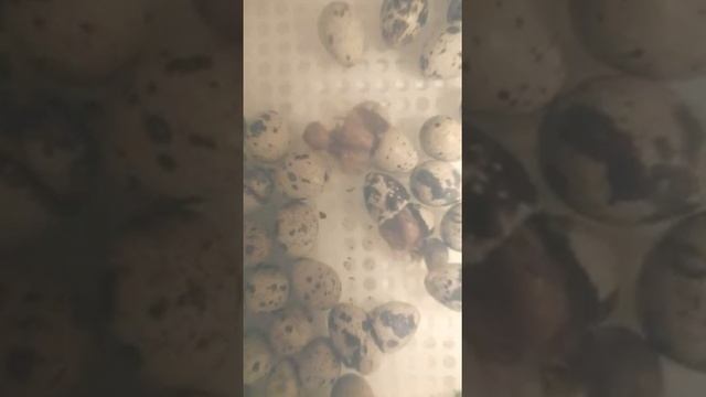 Как вылупляются перепелята.