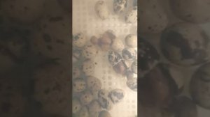Как вылупляются перепелята.