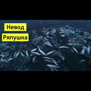 Ловим ряпушку закидным неводом.mp4
