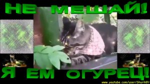 Кот и огурец