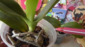 сохнут листья орхидеи. Что делать? Как спасти орхидею? Почему у орхидеи желтеют нижние листья?