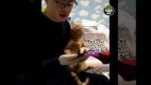 Коты проявляют любовь к хозяину | Няшные кошки
