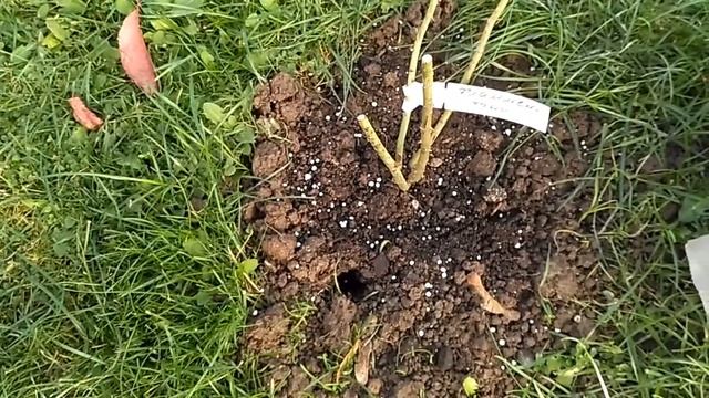 Подготовка роз к зиме, купила розы и яблони в питомнике. #розыкзиме#розыияблониизпитомник смотреть онлайн