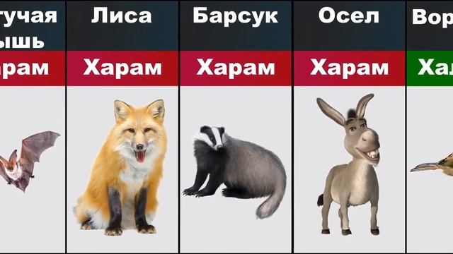 Халял и харом мясо животных в Исламе #islam #halal