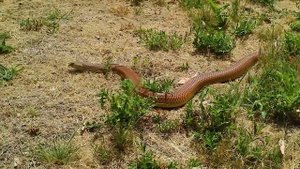 Мульга королевская бархатная грация  Путешествие в мир коричневой змеи