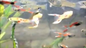 Движения рыб