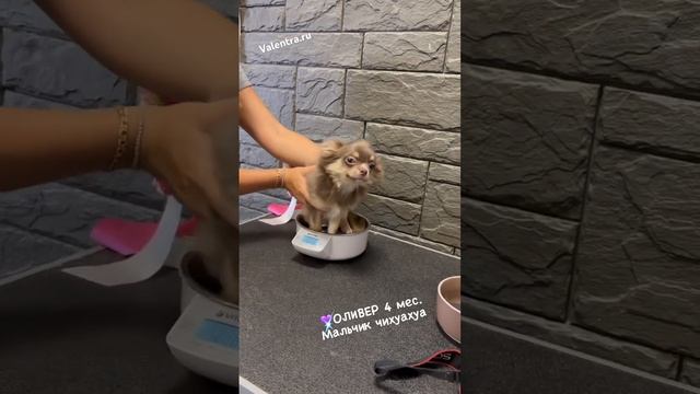 Лиловый чихуахуа #купитьщенка #щенок #puppy #chihuahua #чихуахуа #щенкичихуахуа
