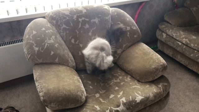 Невская маскарадная не любит серебро! смотреть онлайн