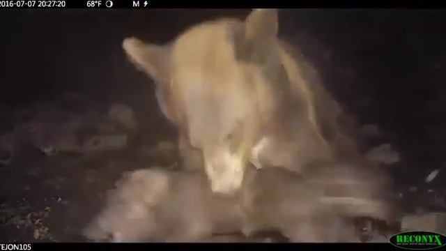 Как охотятся медведи на кабанов смотреть онлайн