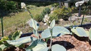 ХОСТЫ 2021 ГОДА. ПРОШЕЛ МЕСЯЦ. ЧАСТЬ 2.