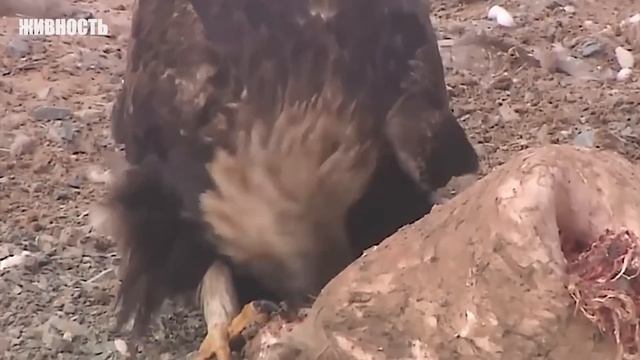 Посмотрите! Это самая опасная птица планеты! смотреть онлайн