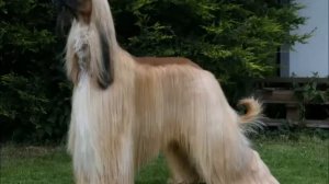 Афганская борзая - королева среди собак