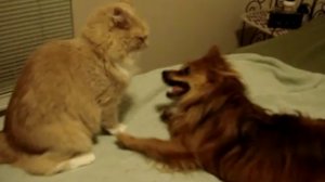 Кошка против собаки
