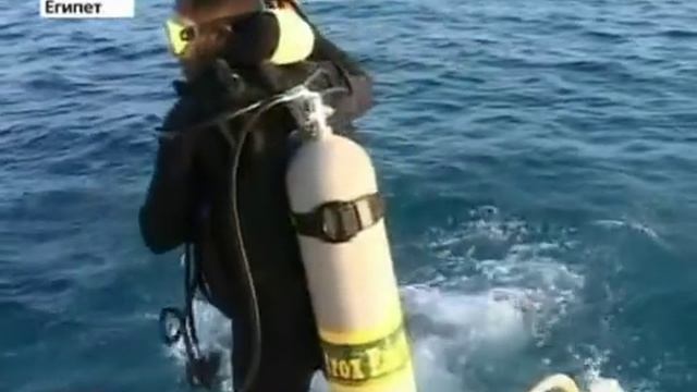 В Египте поймали акулу, которая напала на туристов смотреть онлайн