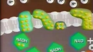 энергетический обмен ч-6