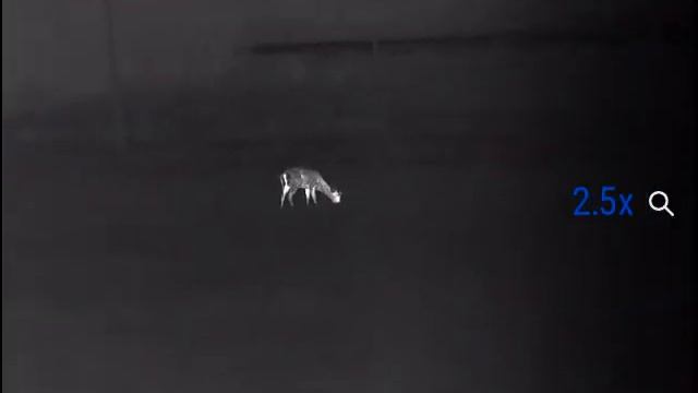 Pulsar Helion 2 Fallow deer ? смотреть онлайн