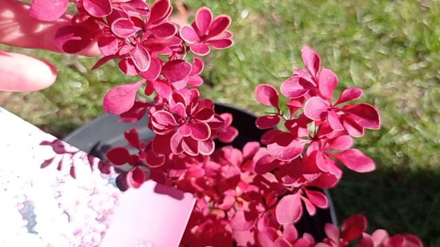 Яркие растения которые придадут миксбордеру изюминку🌱🌲🌸😍 смотреть онлайн