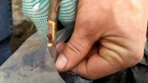 весенняя окулировка открытым глазком персика и черешни