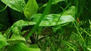 Обзор аквариума объемом 50 литров