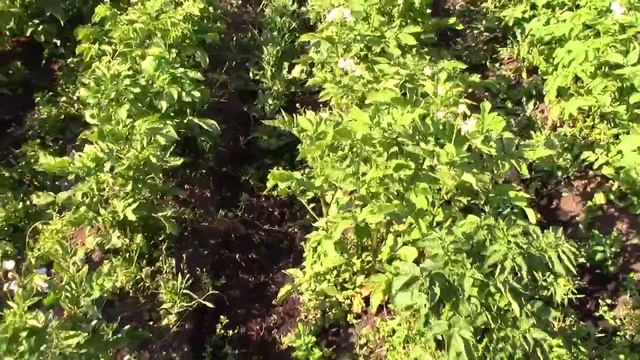 Полив картофеля из бассейна.