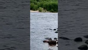 Рыбалка на Кольском 26.07.2021г река Кола.