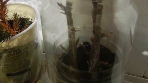 Занимательные эксперименты с растениями.