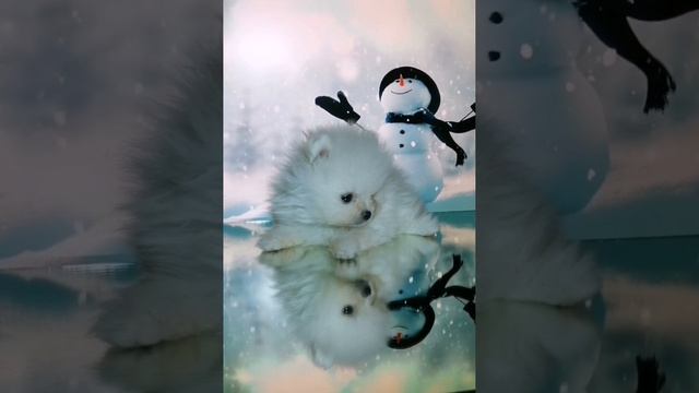 Шпиц