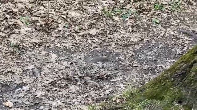 Пасха и поминовение святой Матронушки смотреть онлайн