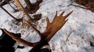 Заблудились в лесу! Нашли рог лося, чуть не встретили медведя!