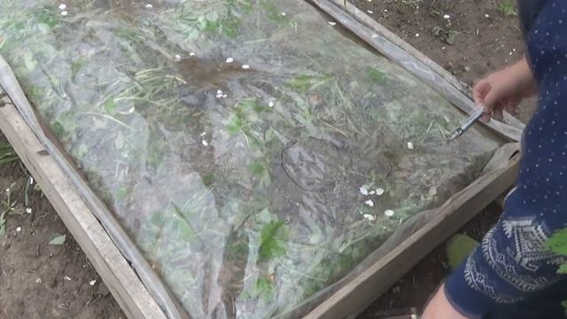 Устройство теплых грядок для рассады кабачков и тыквы для получения отличных урожаев