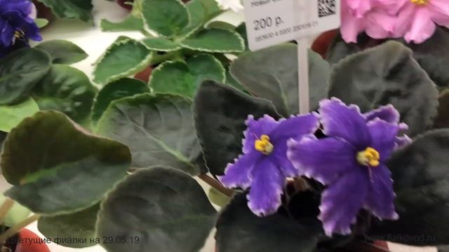 Фиалки, продающиеся 29.05.19 в магазине "Фиалковод" у м. "Алексеевская" смотреть онлайн