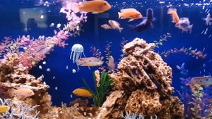 Псевдоморе с цихлидами малави на 400 литров