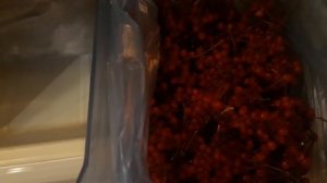 КАЛИНА КРАСНАЯ / КАК СОХРАНИТЬ КАЛИНУ ДО ВЕСНЫ / ЯГОДЫ СВЕЖИЕ СОЧНЫЕ