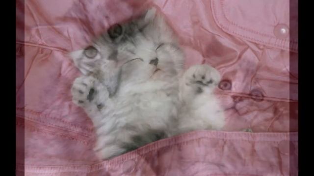 Симпатичные котята и щенки. смотреть онлайн