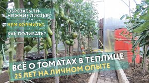 Стоит ли обрезать нижние листья у томатов? Чем кормить? Как поливать? Всё о помидорах в теплице