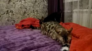 Кот и пёс - 2