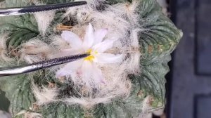 Aztekium Ritteri Cactus Flower Pollination