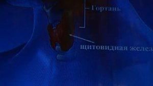 Как я вылечила свою щитовидку по Б.В. Болотову