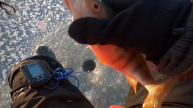 р.Вологда,»обкатка» вибов NARVAL FROST и балансиров NARVAL HUSKY смотреть онлайн