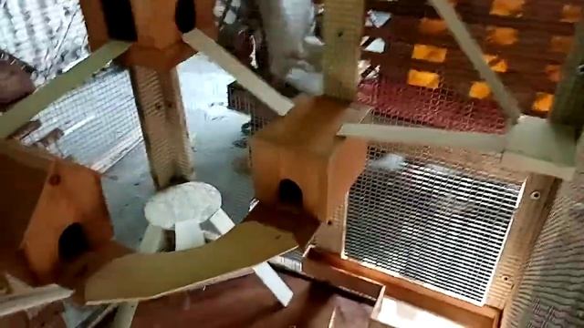 Клетка для белки!!! Готова!!! 30 июля 2021 года! смотреть онлайн