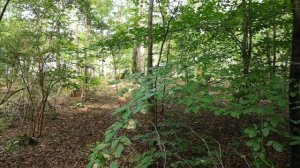 Creating the Perfect Spot for Mushroom Logs