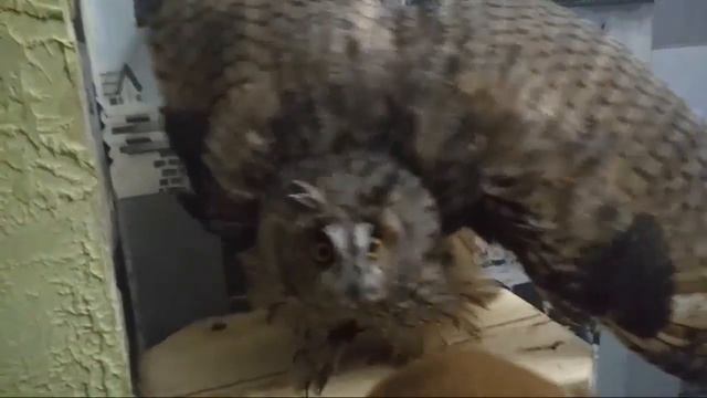 Птица Коршун смотреть онлайн