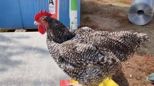 Мехеленская кукушка вес петуха в 6 месяцев