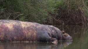 CROC ATTACKS LIONS