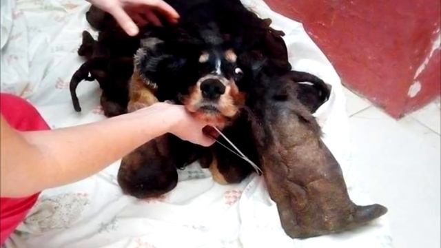 Мужчина обнаружил странное существо у соседей. Подойдя поближе - он не поверил своим глазам! смотреть онлайн